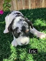 Eric (roughly 15 pounds), a male Poodle - Miniature  for sale in Bakersfield, CA – 2 of 4