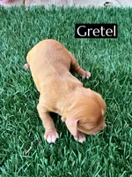 AKC Gretel, a female Cavalier King Charles Spaniel for sale in Bakersfield, CA – 1 of 1