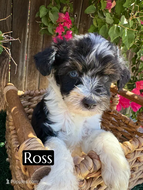 Ross (10 lbs) – Miniature Aussiedoodle puppy for sale in Bakersfield, CA