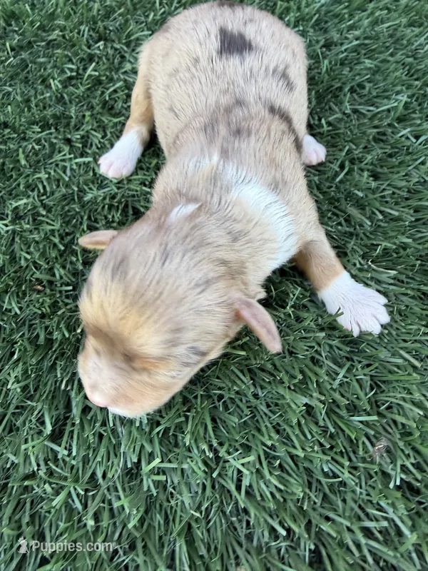 Harry Styles (15-18 lbs) – Miniature Aussiedoodle puppy for sale in Bakersfield, CA