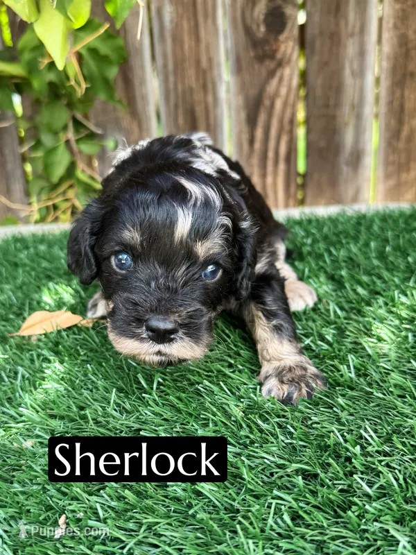 Sherlock  – Cavapoo puppy for sale in Bakersfield, CA