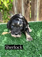 Sherlock , a male Cavapoo for sale in Bakersfield, CA – 2 of 5