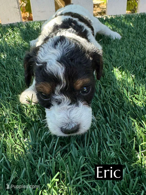 Eric (roughly 15 pounds) – Poodle - Miniature  puppy for sale in Bakersfield, CA