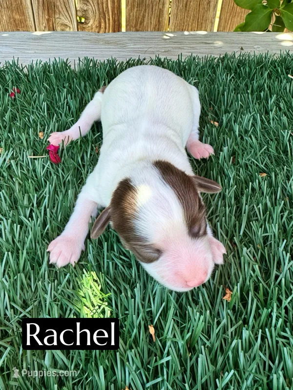 Rachel (10 lbs) – Miniature Aussiedoodle puppy for sale in Bakersfield, CA