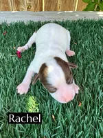 Rachel (10 lbs), a female Miniature Aussiedoodle for sale in Bakersfield, CA – 5 of 6