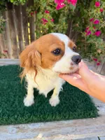 Cecelia (AKC & Merle), a female Cavalier King Charles Spaniel for sale in Bakersfield, CA – 2 of 4