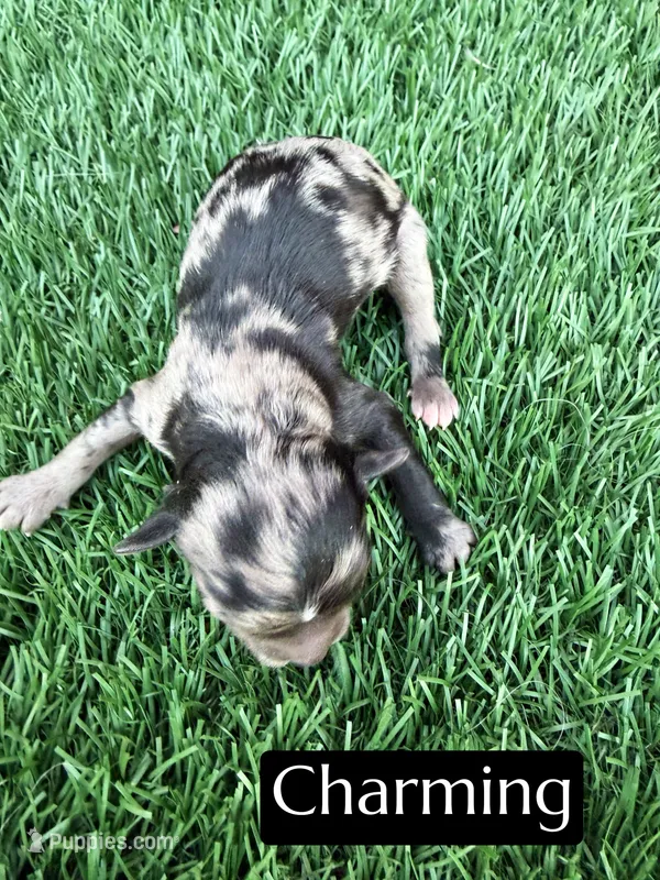 Charming  – Miniature Aussiedoodle puppy for sale in Bakersfield, CA
