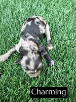 Charming , a male Miniature Aussiedoodle for sale in Bakersfield, CA – 1 of 2