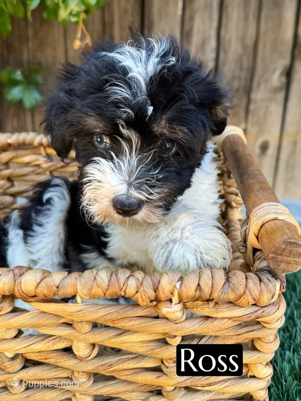 Ross (10 lbs) – Miniature Aussiedoodle puppy for sale in Bakersfield, CA