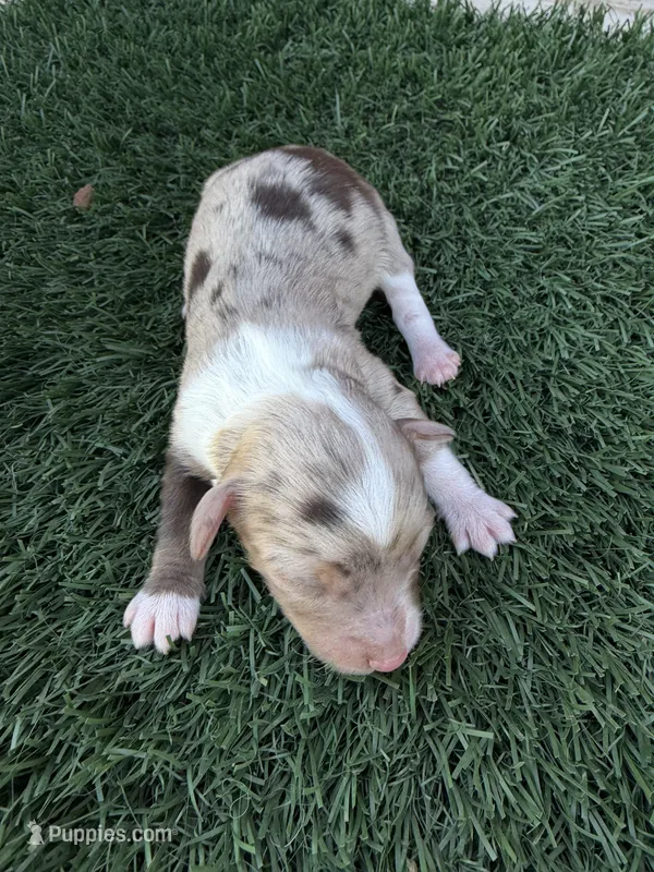 Taylor Swift – Miniature Aussiedoodle puppy for sale in Bakersfield, CA
