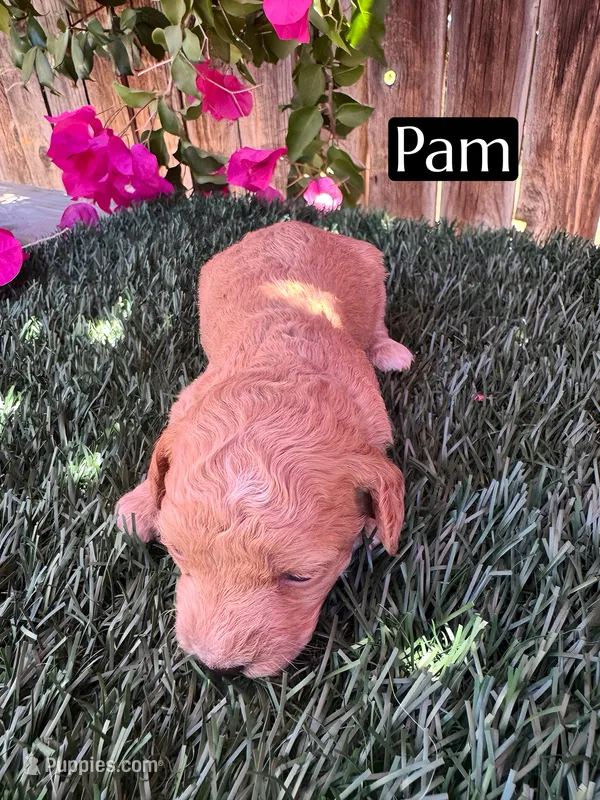 Pam (roughly 15 lbs) – Miniature Aussiedoodle puppy for sale in Bakersfield, CA