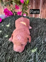Pam (roughly 15 lbs), a female Miniature Aussiedoodle for sale in Bakersfield, CA – 2 of 3