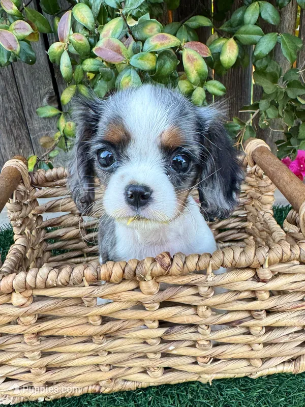 Beth – Cavalier King Charles Spaniel puppy on hold in Bakersfield, CA