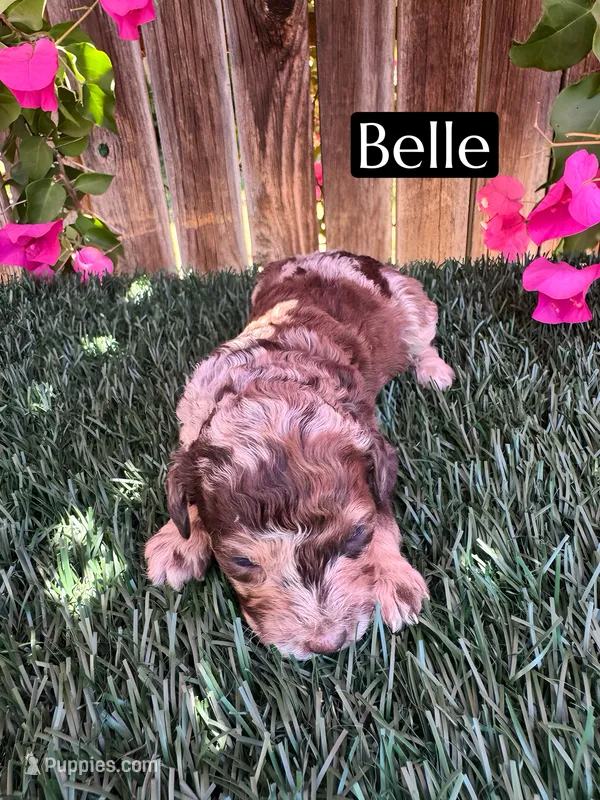 Belle (roughly 15 lbs) – Poodle - Miniature  puppy for sale in Bakersfield, CA