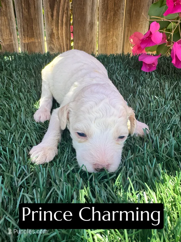 Prince Charming (15 lbs) – Poodle - Miniature  puppy for sale in Bakersfield, CA