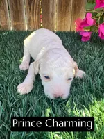 Prince Charming (15 lbs), a male Poodle - Miniature  for sale in Bakersfield, CA – 4 of 5