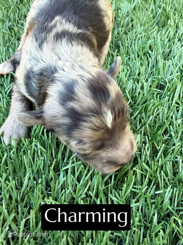 Charming  – Miniature Aussiedoodle puppy for sale in Bakersfield, CA