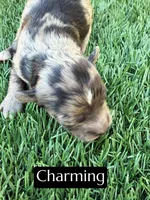 Charming (15 lbs), a male Miniature Aussiedoodle for sale in Bakersfield, CA – 1 of 3
