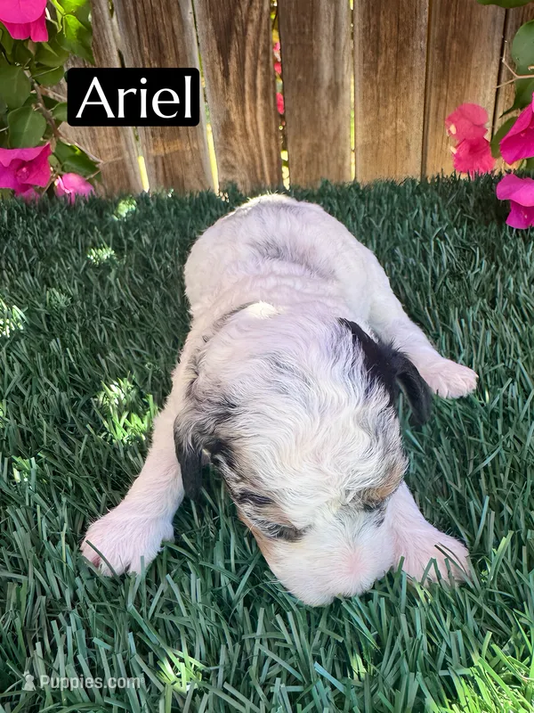 Ariel (roughly 15 lbs) – Poodle - Miniature  puppy for sale in Bakersfield, CA
