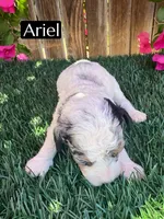 Ariel (roughly 15 lbs), a female Poodle - Miniature  for sale in Bakersfield, CA – 5 of 6