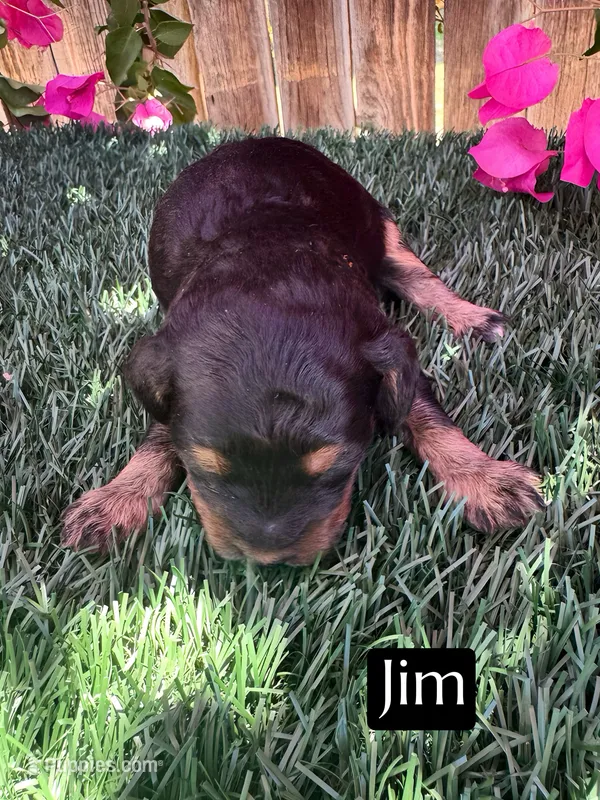 Jim (roughly 15 lbs) – Miniature Aussiedoodle puppy for sale in Bakersfield, CA