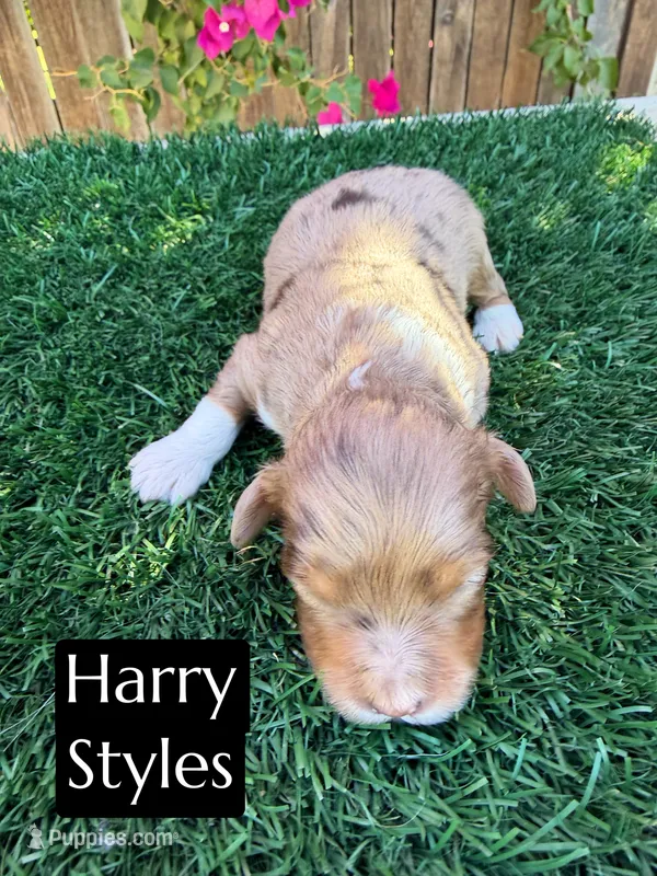 Harry Styles (15-18 lbs) – Miniature Aussiedoodle puppy for sale in Bakersfield, CA