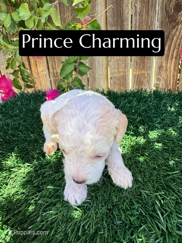 Prince Charming (15 lbs) – Poodle - Miniature  puppy for sale in Bakersfield, CA
