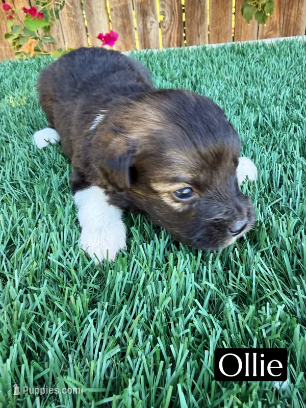 Ollie (8-10 lbs) – Miniature Aussiedoodle puppy for sale in Bakersfield, CA