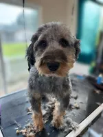 Luna Mini Bernedoodle (25 pounds), a female Miniature Bernedoodle for sale in Bakersfield, CA – 1 of 2