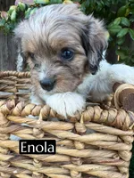 Enola, a female Cavapoo for sale in Bakersfield, CA – 1 of 3