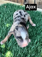 Ajax (15 lbs), a male Miniature Aussiedoodle for sale in Bakersfield, CA – Photo 3 of 4