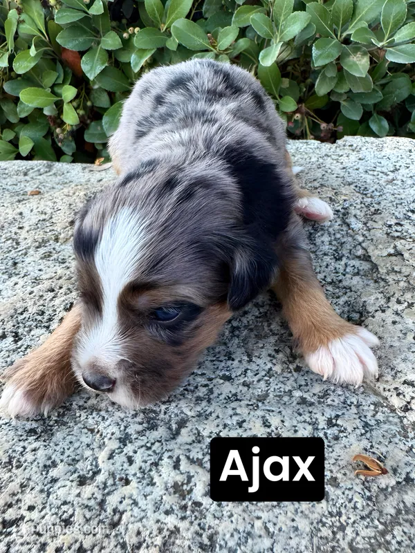 Ajax (15 lbs), a male Miniature Aussiedoodle for sale in Bakersfield, CA – Photo 1 of 4