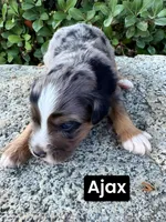 Ajax (15 lbs), a male Miniature Aussiedoodle for sale in Bakersfield, CA – Photo 1 of 4