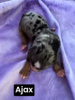 Ajax (15 lbs), a male Miniature Aussiedoodle for sale in Bakersfield, CA – Photo 4 of 4