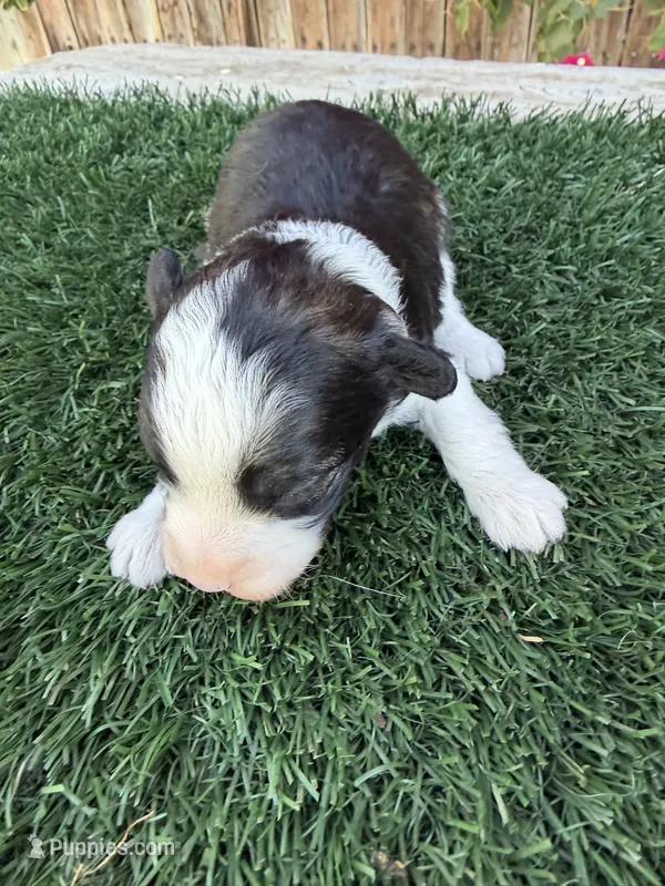 Aladdin (15 lbs) – Miniature Aussiedoodle puppy for sale in Bakersfield, CA