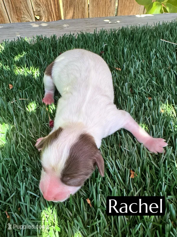 Rachel (10 lbs) – Miniature Aussiedoodle puppy for sale in Bakersfield, CA