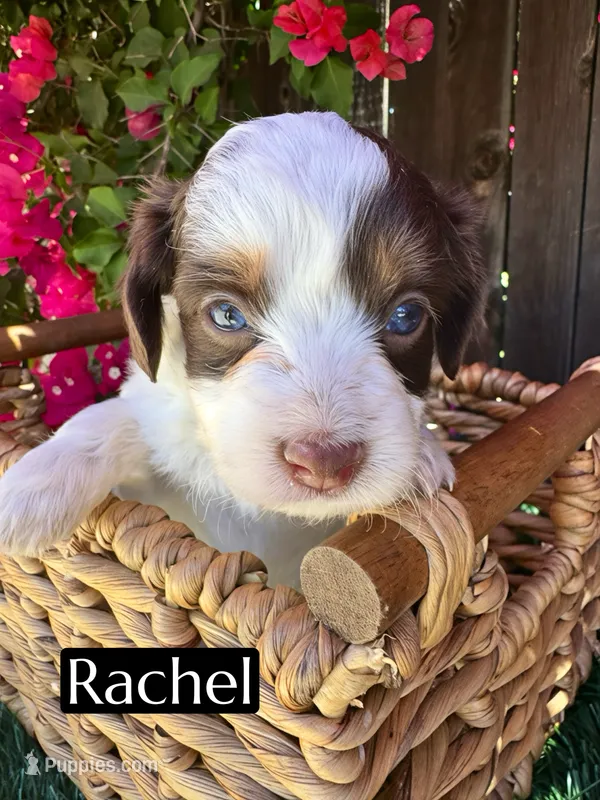 Rachel (10 lbs) – Miniature Aussiedoodle puppy for sale in Bakersfield, CA