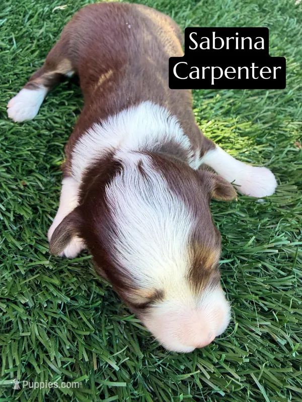 Sabrina Carpenter (15-18 lbs) – Miniature Aussiedoodle puppy for sale in Bakersfield, CA
