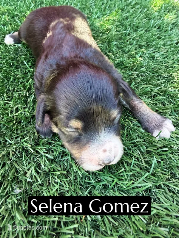 Selena Gomez (15-18 lbs) – Miniature Aussiedoodle puppy for sale in Bakersfield, CA
