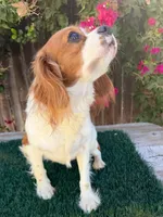 Cecelia (AKC & Merle), a female Cavalier King Charles Spaniel for sale in Bakersfield, CA – 3 of 4