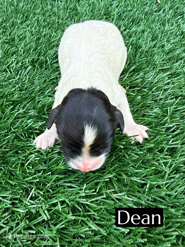 Dean (10-12 lbs), a male Cavapoo for sale in Bakersfield, CA – 1 of 1