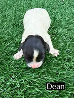 Dean (10-12 lbs), a male Cavapoo for sale in Bakersfield, CA – 1 of 1
