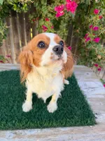Cecelia (AKC & Merle), a female Cavalier King Charles Spaniel for sale in Bakersfield, CA – 1 of 4