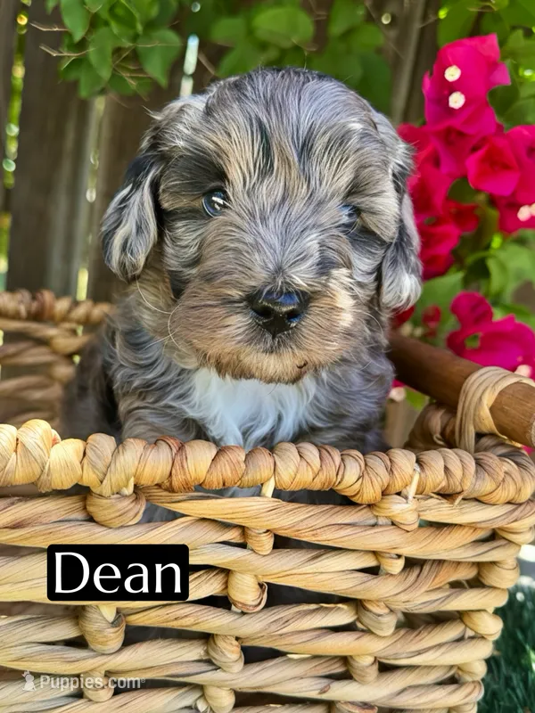 Dean (15-20 lbs) – Miniature Bernedoodle puppy for sale in Bakersfield, CA