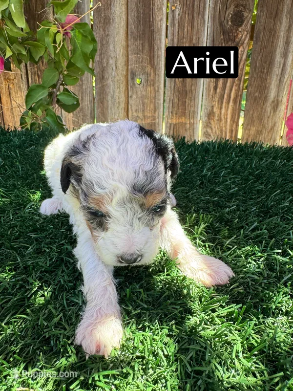 Ariel (roughly 15 lbs) – Poodle - Miniature  puppy for sale in Bakersfield, CA