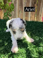 Ariel (roughly 15 lbs), a female Poodle - Miniature  for sale in Bakersfield, CA – 4 of 6