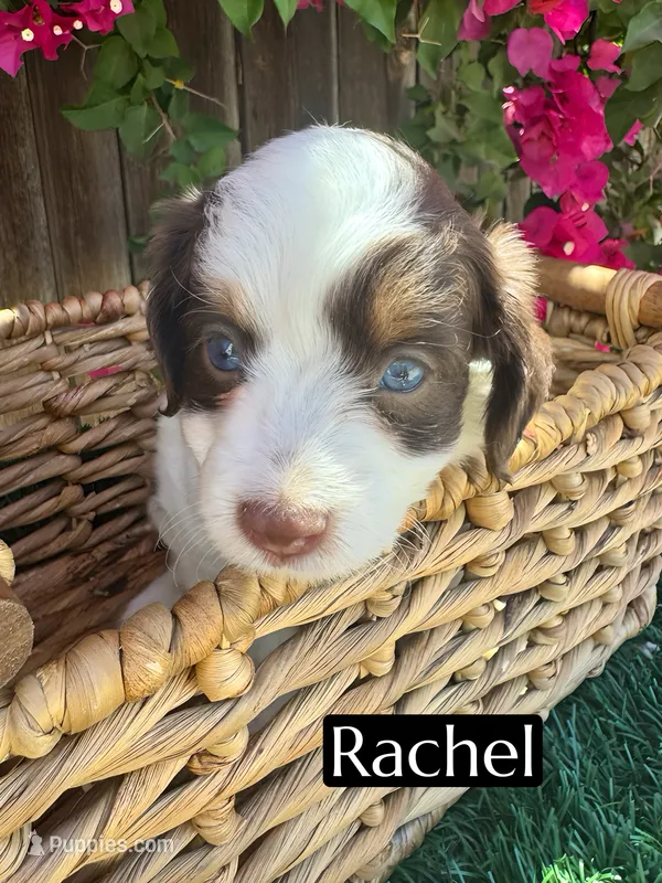 Rachel (10 lbs) – Miniature Aussiedoodle puppy for sale in Bakersfield, CA