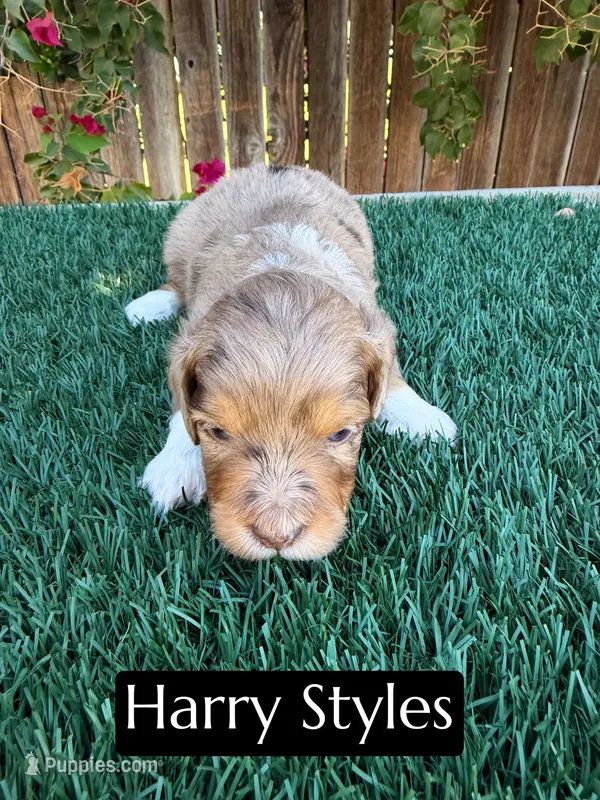Harry Styles (15-18 lbs) – Miniature Aussiedoodle puppy for sale in Bakersfield, CA