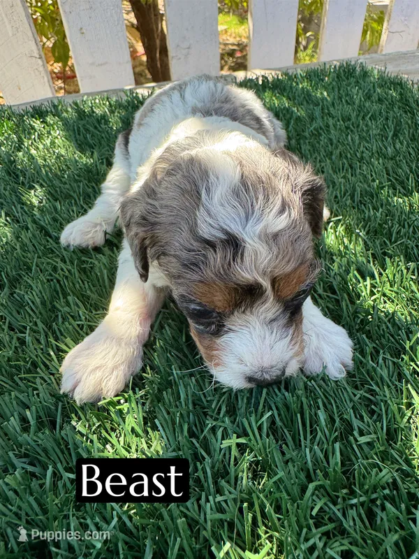 Beast (roughly 15 lbs) – Poodle - Miniature  puppy for sale in Bakersfield, CA