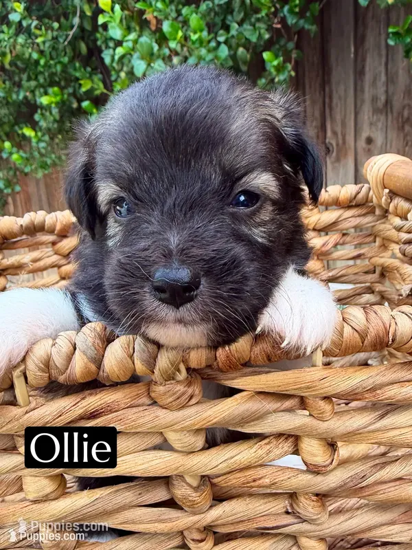 Ollie (8-10 lbs) – Miniature Aussiedoodle puppy for sale in Bakersfield, CA